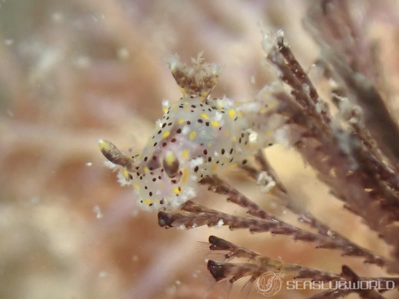 ヒカリウミウシ Plocamopherus tilesii