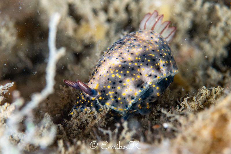 ヒュプセロドーリス・オプスクラ Hypselodoris obscura