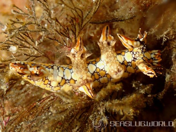 ヒオドシユビウミウシ Bornella anguilla