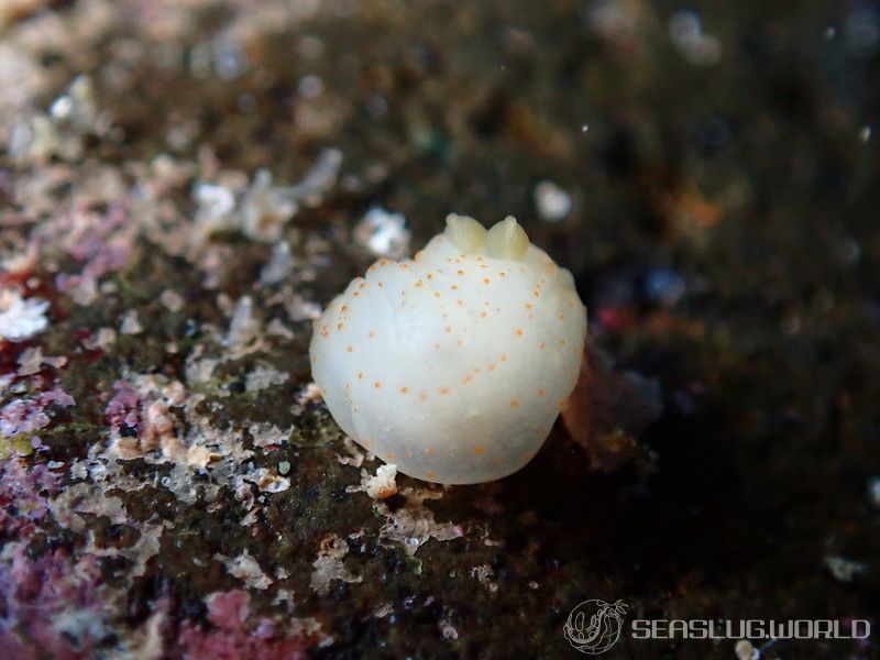 キヌハダウミウシ属の仲間 Gymnodoris spp.