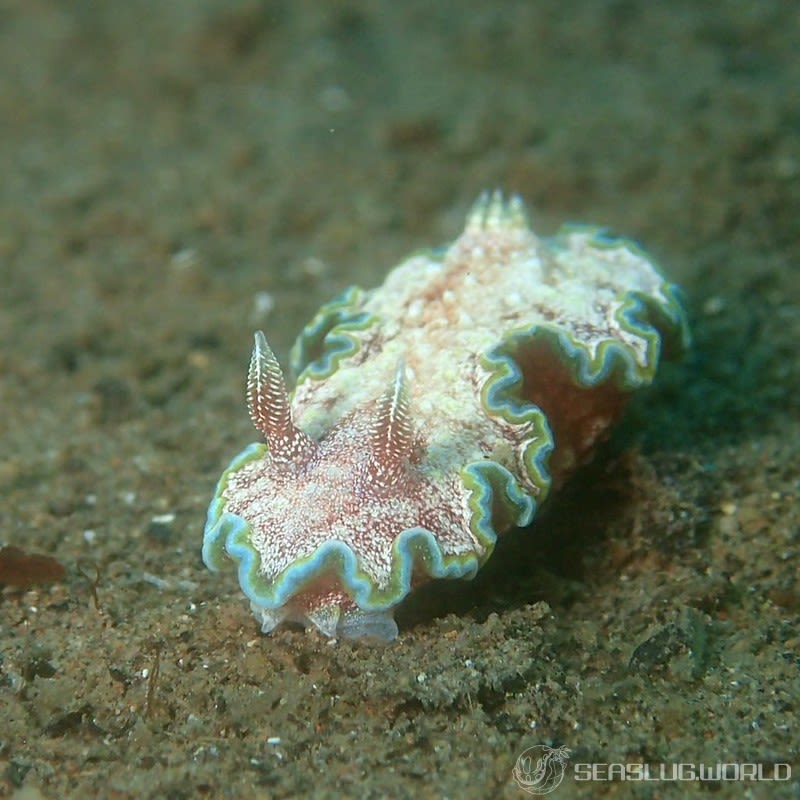 モンジャウミウシ Glossodoris cf. cincta