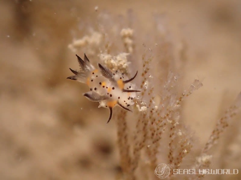 コソデウミウシ Polycera abei