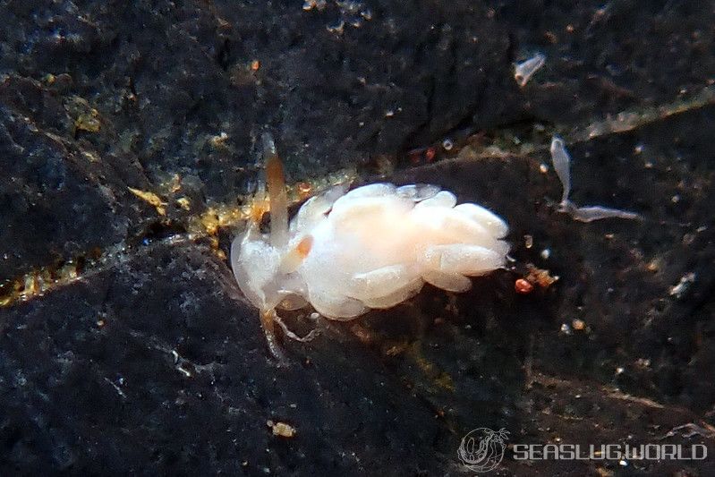 所属科不明のミノウミウシ類の一種 6 Aeolidioidea sp. 6