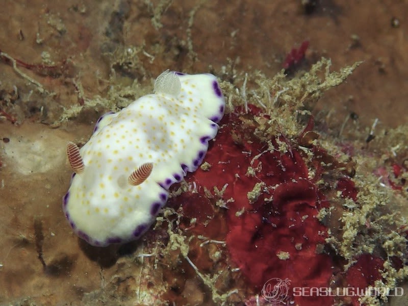 ヒメコモンウミウシ Goniobranchus rufomaculatus