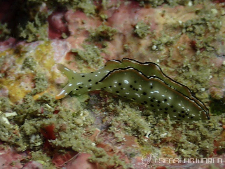 コノハミドリガイ Elysia marginata