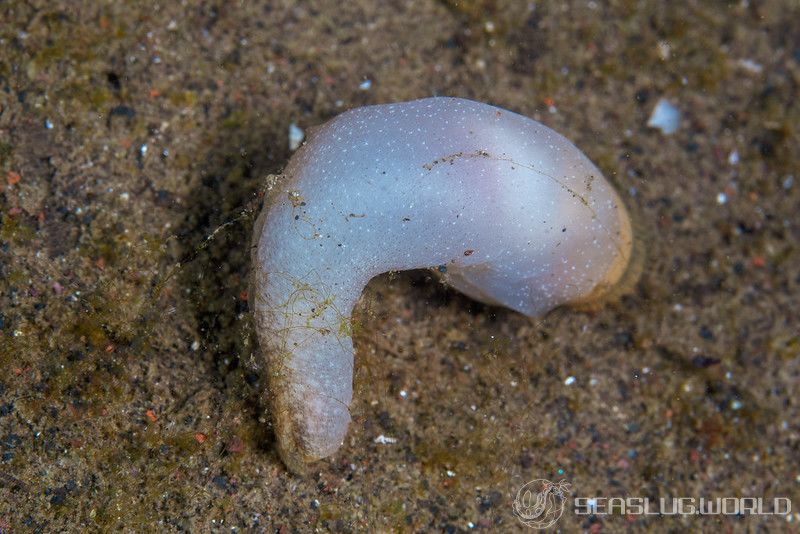 ウツセミガイ Akera soluta 世界のウミウシ