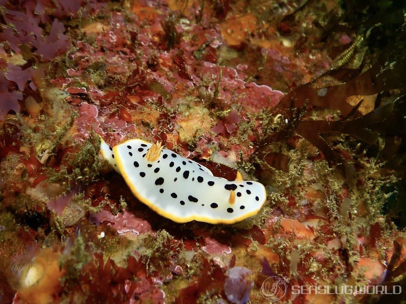 シロウミウシ Chromodoris orientalis