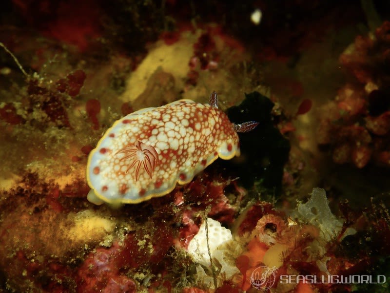 サラサウミウシ Goniobranchus sp.16