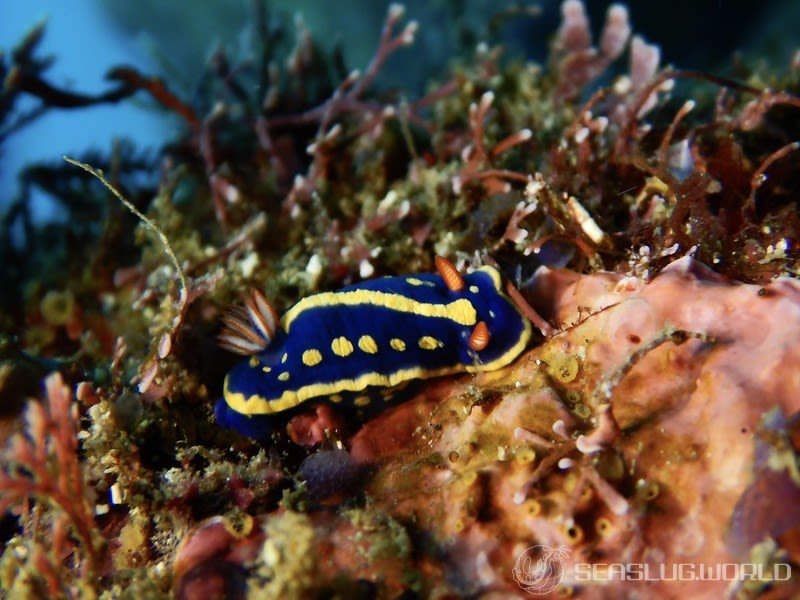 アオウミウシ Hypselodoris festiva