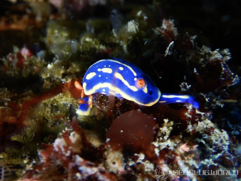 アオウミウシ Hypselodoris festiva