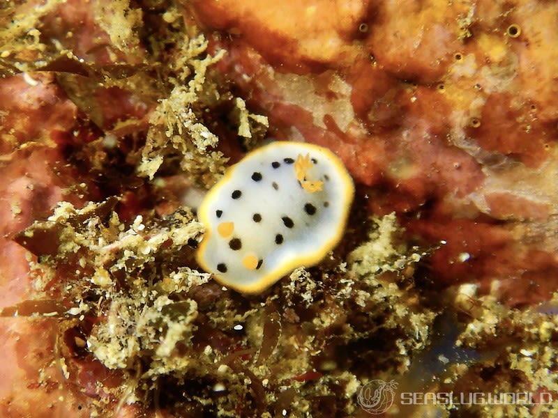 シロウミウシ Chromodoris orientalis