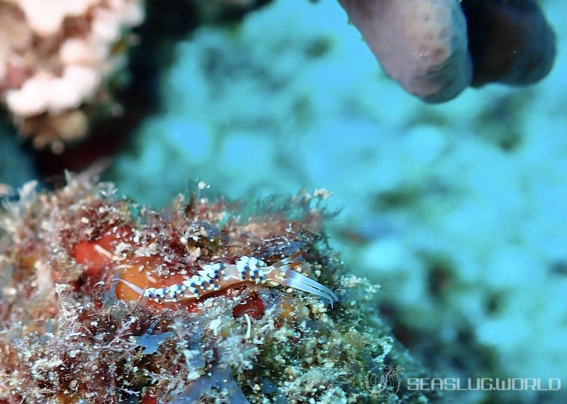 ヒブサミノウミウシ Caloria indica