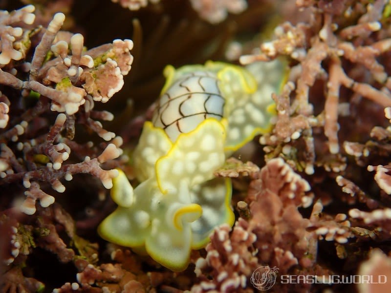 ワタユキシボリガイ Micromelo barbarae