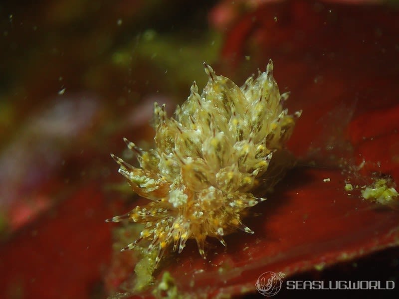 コヤナギウミウシ Janolus toyamensis