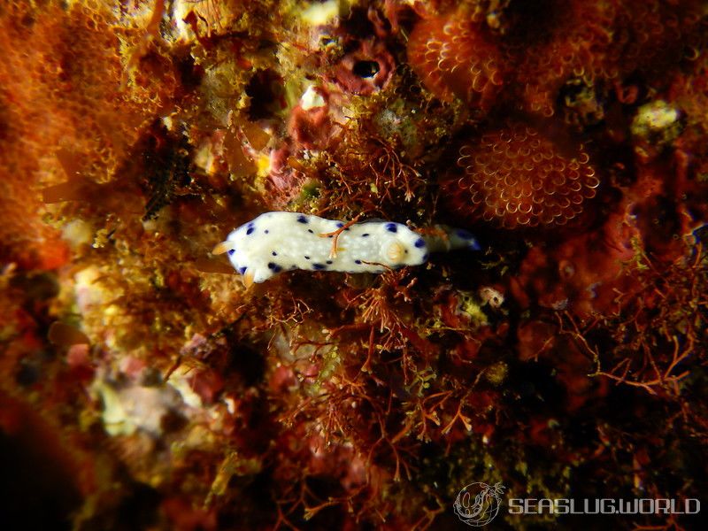 サガミイロウミウシ Hypselodoris sagamiensis