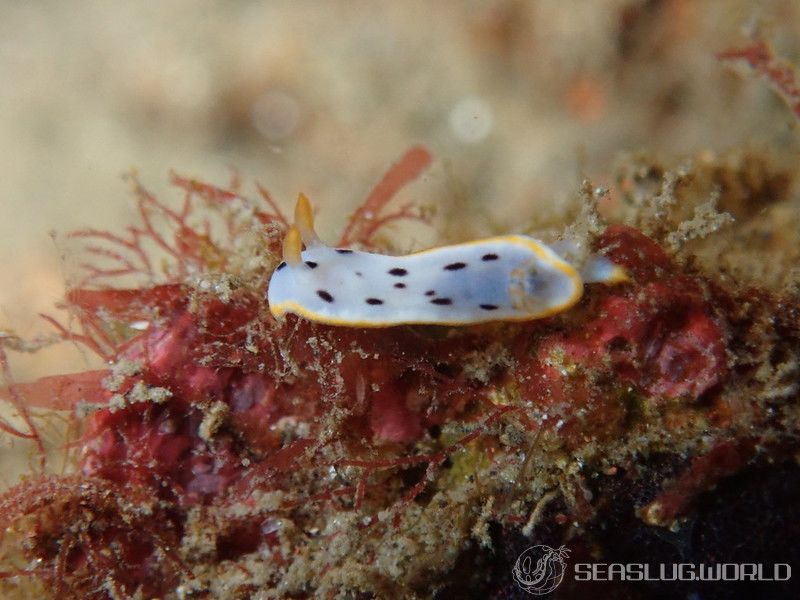 シロウミウシ Goniobranchus orientalis