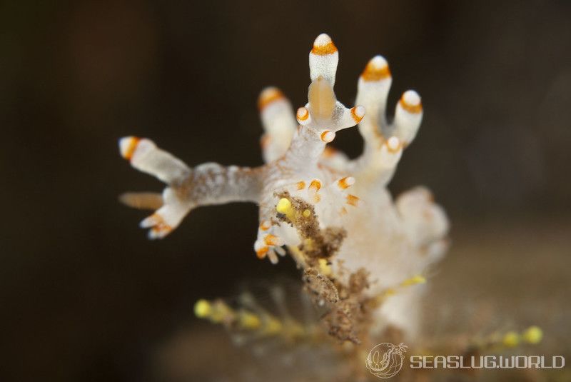 ユビウミウシ Bornella stellifer