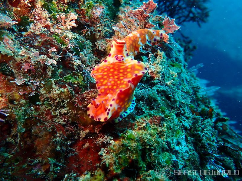 ニシキウミウシ Ceratosoma trilobatum