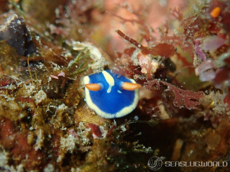 アオウミウシ Hypselodoris festiva