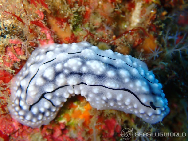 ツブツブコイボウミウシ Phyllidiopsis fissurata