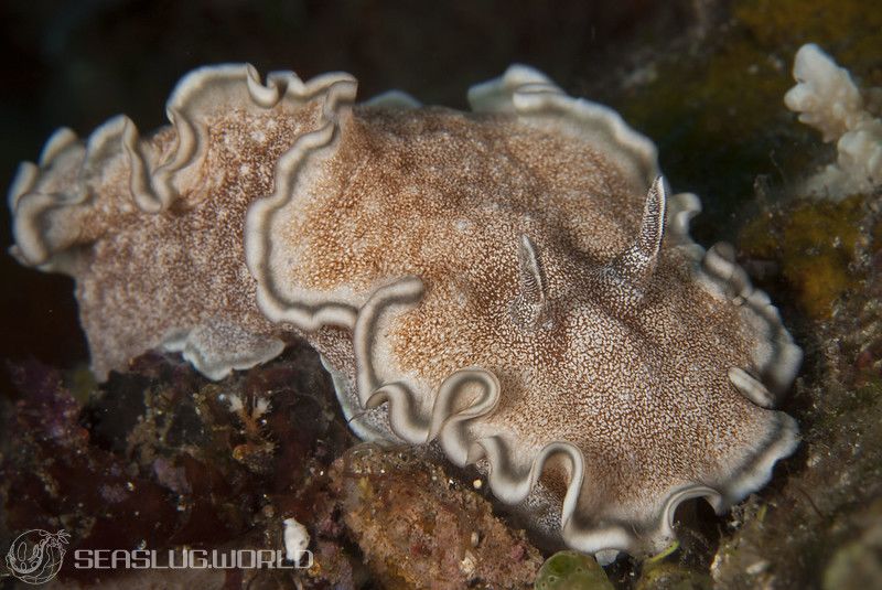 タヌキイロウミウシ Glossodoris hikuerensis