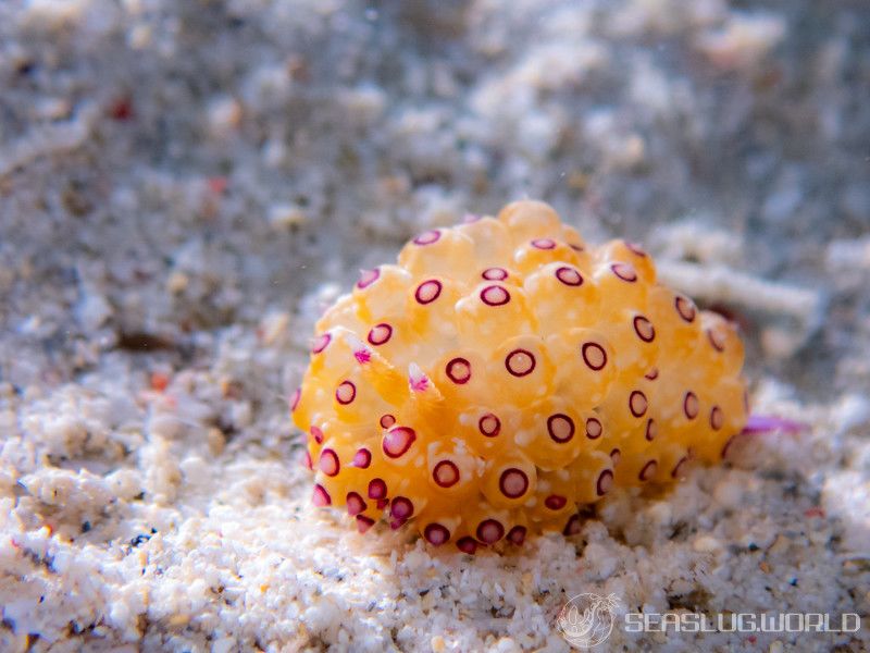 トゲトゲウミウシ Janolus tricellariodes