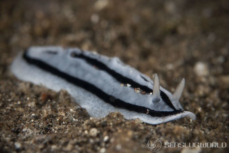 シロウネイボウミウシ Phyllidiopsis xishaensis