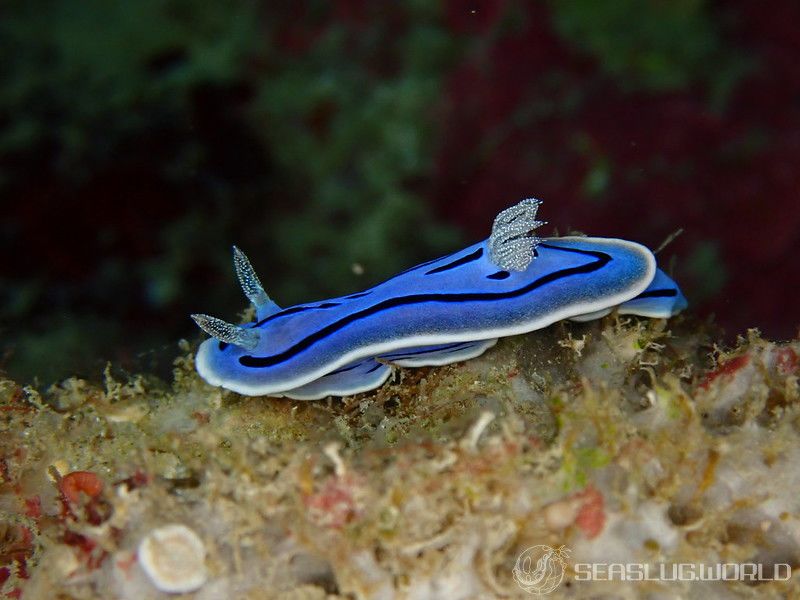 ミゾレウミウシ Chromodoris willani