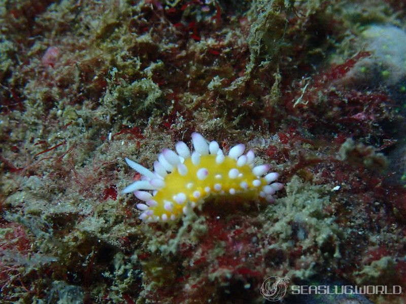 イガグリウミウシ Cadlinella ornatissima