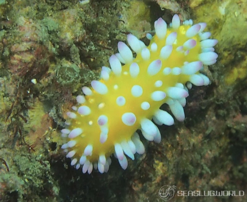 イガグリウミウシ Cadlinella ornatissima