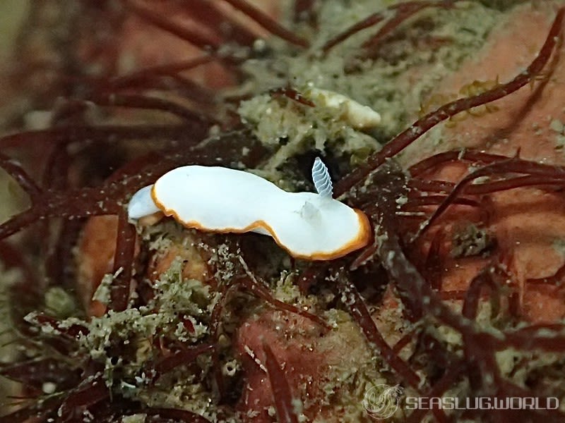 ボンボリイロウミウシ Goniobranchus albonares