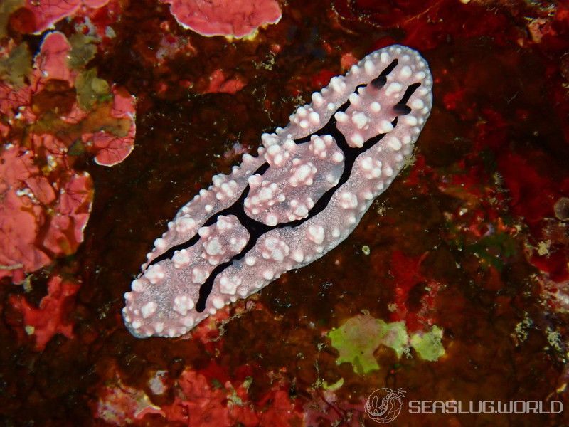 ハイイロイボウミウシ Phyllidiella granulata