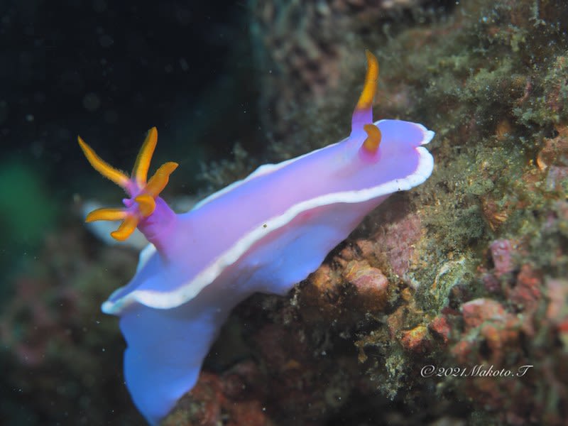 カグヤヒメウミウシ Hypselodoris variobranchia