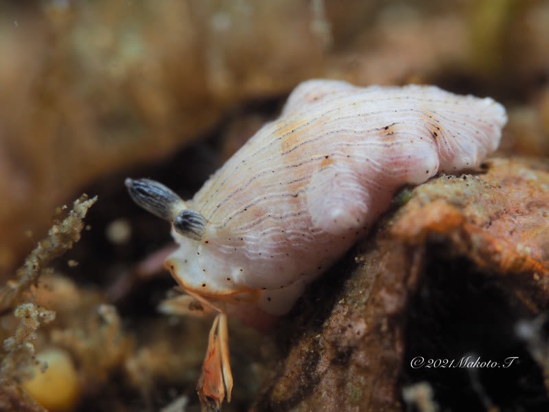 サギリオトメウミウシ Dermatobranchus semistriatus