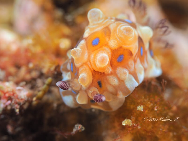 ミヤコウミウシ Dendrodoris krusensternii