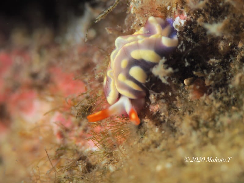 スイートジェリーミドリガイ Thuridilla albopustulosa