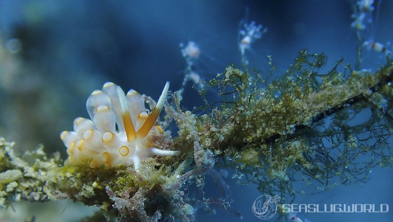 カトリオーナ・オセザキエンシス Catriona osezakiensis