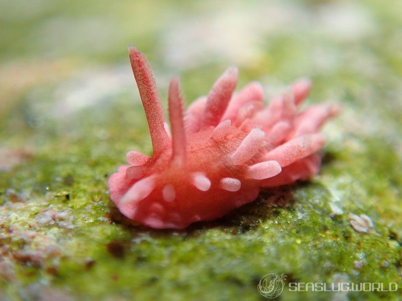 ヒロウミウシ Ceratodoris hiroi