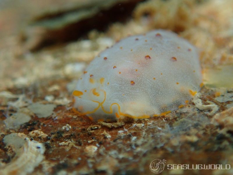 カメノコフシエラガイ Pleurobranchus peronii