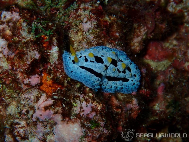 ソライロイボウミウシ Phyllidia coelestis