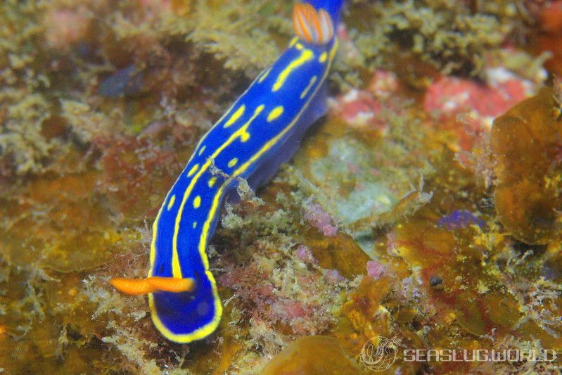 アオウミウシ Hypselodoris festiva