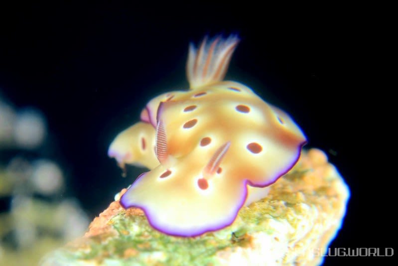 マダライロウミウシ Hypselodoris tryoni