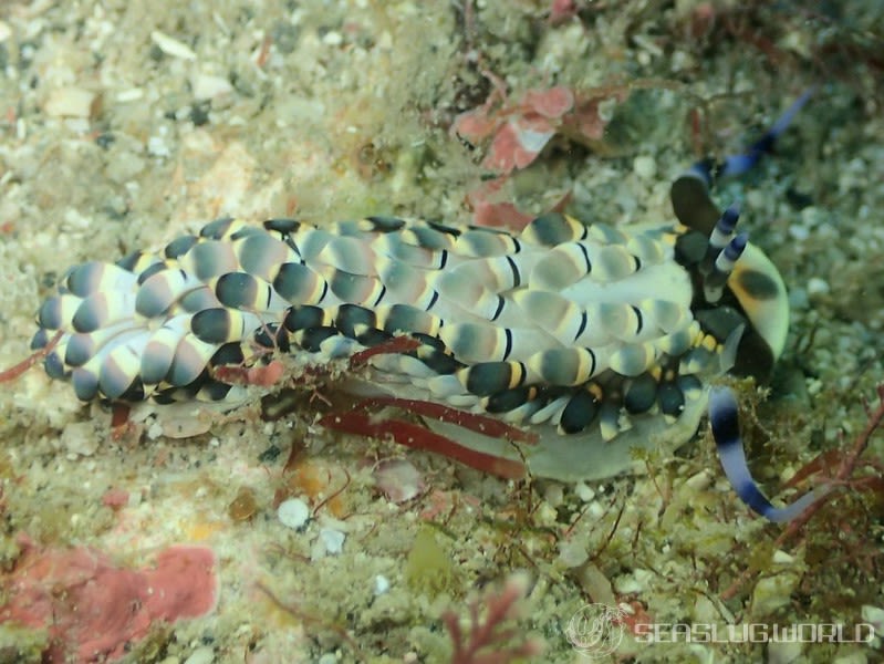 リュウキュウカスミミノウミウシ Cerberilla affinis