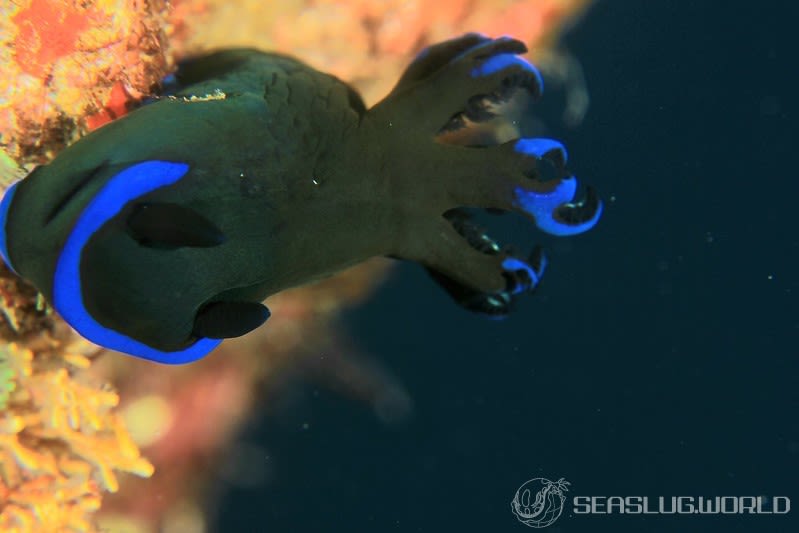 ミドリリュウグウウミウシ Tambja morosa