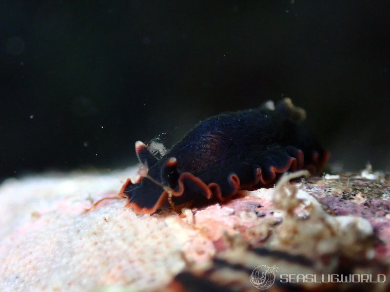 クロシタナシウミウシ Dendrodoris arborescens