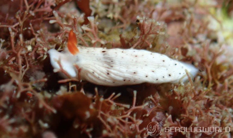 オトメウミウシ Dermatobranchus otome