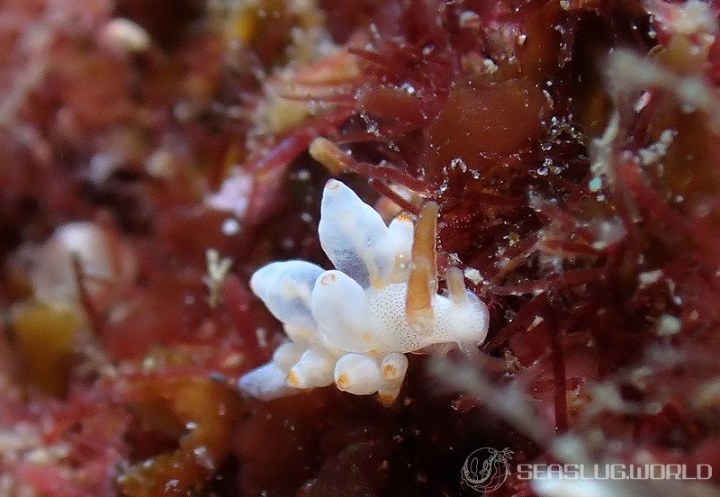 イナバミノウミウシ Eubranchus inabai