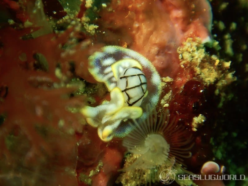 ワタユキシボリガイ Micromelo barbarae