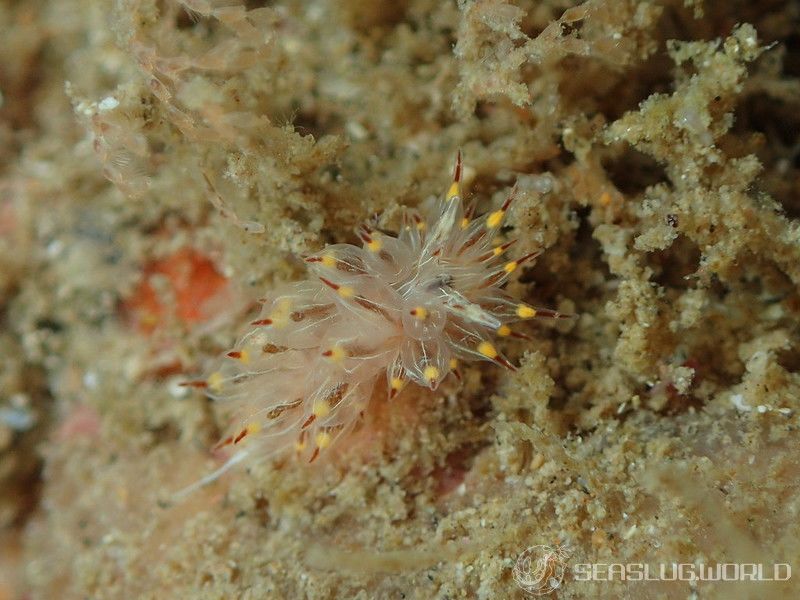 コヤナギウミウシ Janolus toyamensis