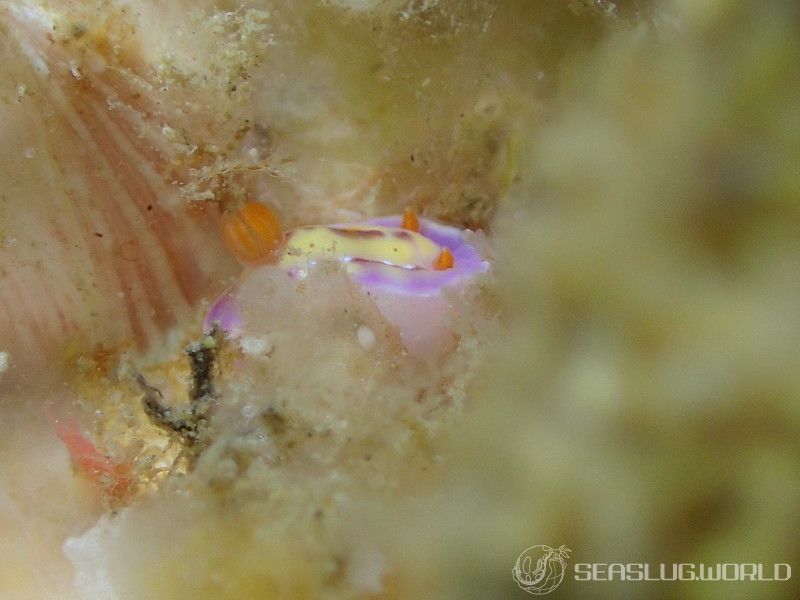 セリスイロウミウシ Hypselodoris cerisae